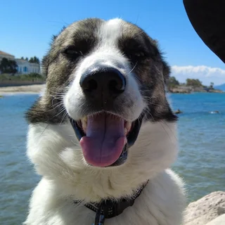 taco — a white and brindle rescue dog, tongue out, sea behind him
